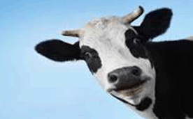 Animal
