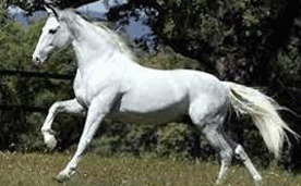 Animal