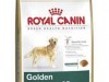 royal canin golden retriever adult