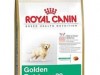 royal canin golden retriever junior