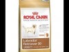 royal canin labrador retriever adult